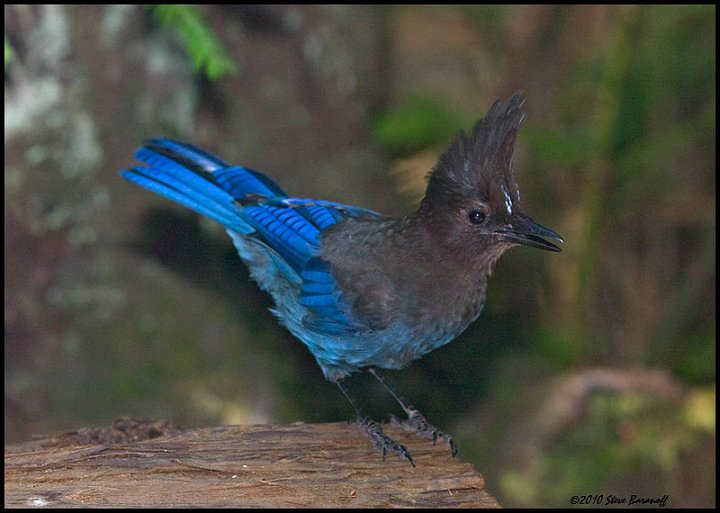 _0SB6207 stellers jay.jpg